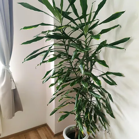 Apartment Double King Size Sunny In Castle Area